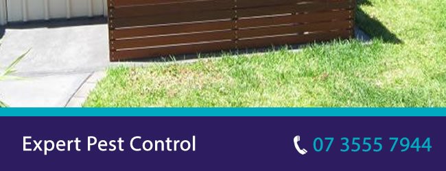 Pest Control Brisbane